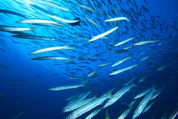 istock Shoal of Yellowtail Barracuda 96573181