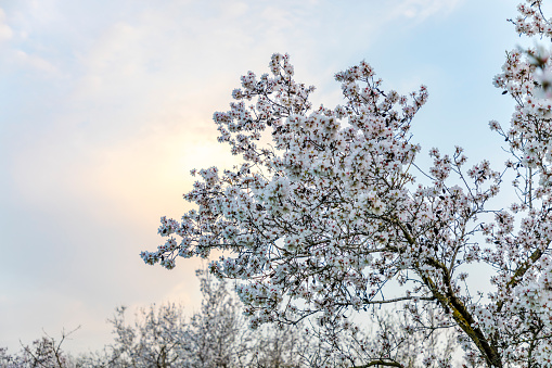 Thousands of early spring pink crab apple tree flower buds are about to explode into massive bunches of lush, bee and insect wildlife-attracting bright white flowering crab apple blossoms.