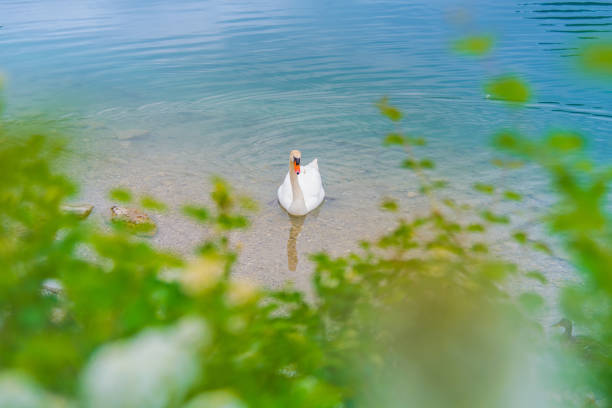 Very Beautiful and Romantic Lake. scenery  with white swan swimming in lake