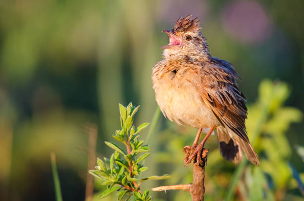 Rufous naped lark with open beak A rufous-naped lark spreads the news with beak wide open. lark stock pictures, royalty-free photos & images