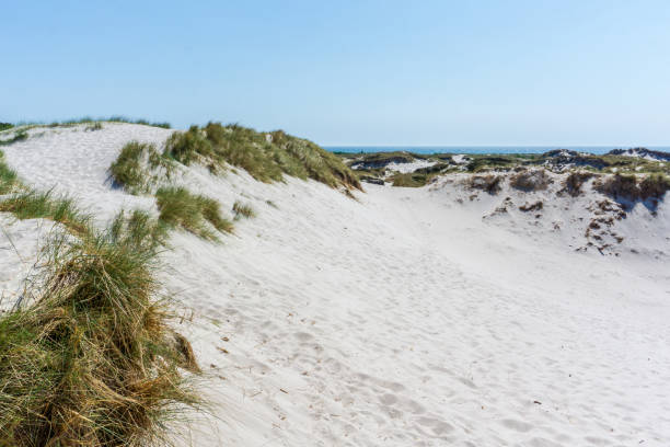 istock Idyllic sand dunes in Bornholm, Denmark on a day in summer 965742558