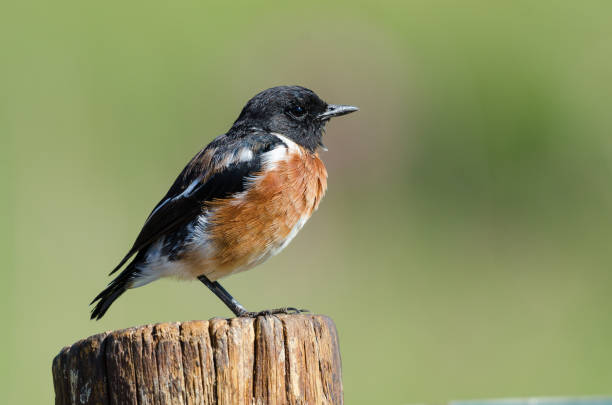 istock African stonechat on wooden pole 965742790