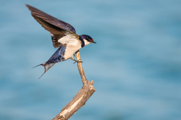 istock White throated swallow landing 965742876