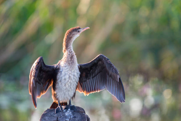 istock Young reed cormorant with back to the sun 965742884