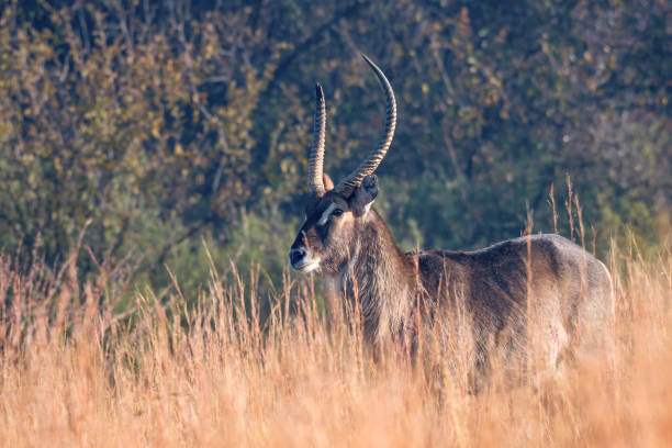 istock Large male waterbuck in long grass 965743174