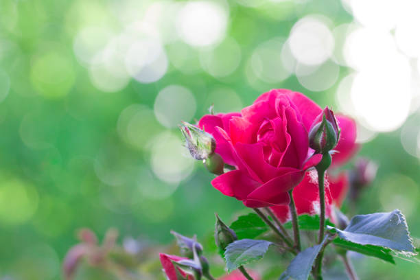 powdery mildew on roses shoot, macro close up