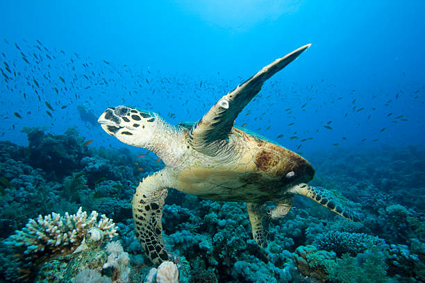 istock Hawksbill Turtle with scuba diver in background 96575207