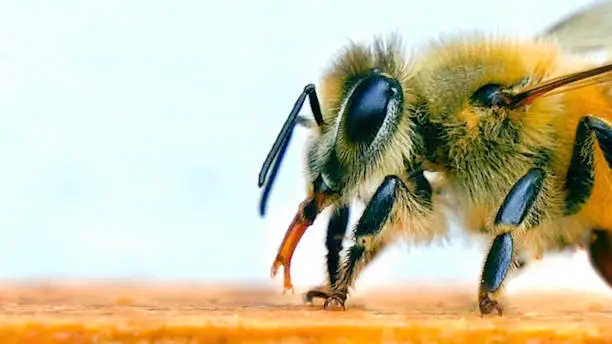 Photo of Beautiful Bee, Mouth open, sticking out tongue