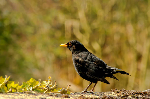 istock Common blackbird on the grass - natural scenery 965754214