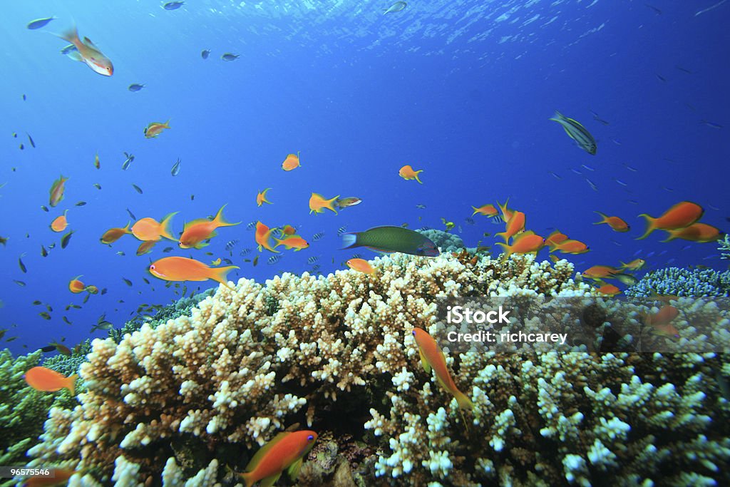 Acropora Coral - Royalty-free Azul Foto de stock