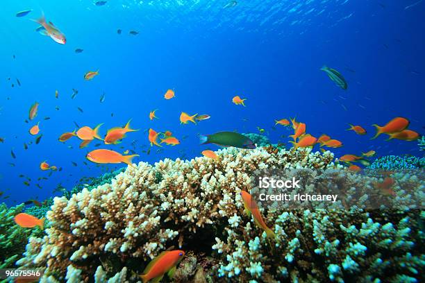 Acropora Coral - Fotografias de stock e mais imagens de Azul - Azul, Colónia - Grupo de animais, Coral - Cnidário