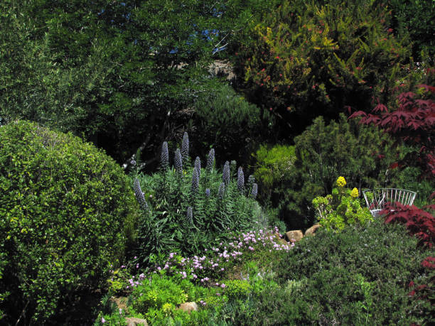 istock GARDEN HILLSIDE SCENE Pines Olives Buckeye Maples Under Clouds 965756926