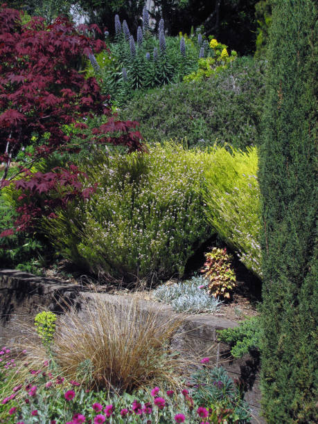istock GARDEN HILLSIDE SCENE Pines Olives Buckeye Maples Under Clouds 965757204