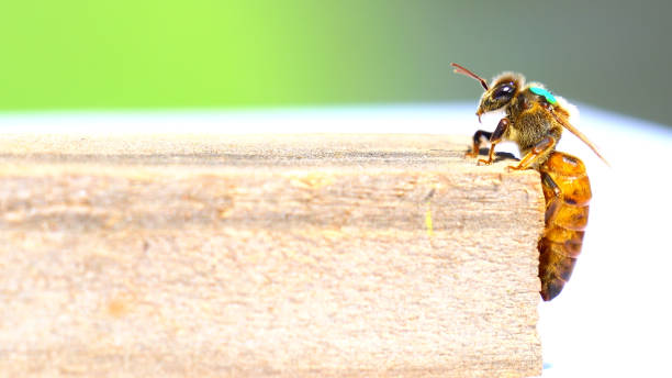 królowa pszczoła pomalowana na zielono, na ramie pszczoły - queen bee zdjęcia i obrazy z banku zdjęć