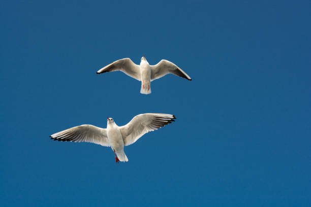 istock Pair of seagulls flying in the sky 965759212