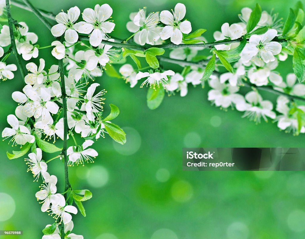 La primavera - Foto de stock de Blanco - Color libre de derechos