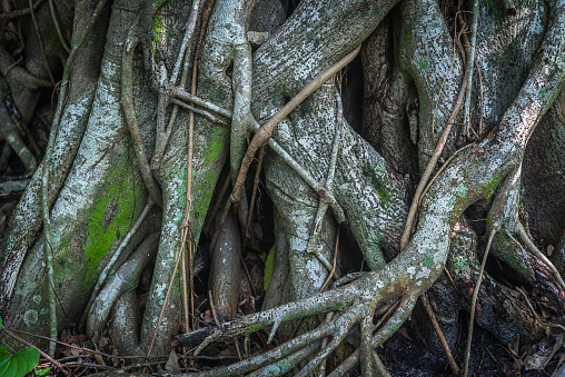 Rainforest tree roots background in a wet environment.