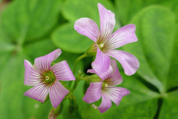 istock Lavender Flower on Clover Closeup 965761772