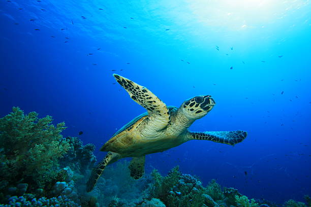 istock A hawksbill sea turtle swimming in the ocean 96576687