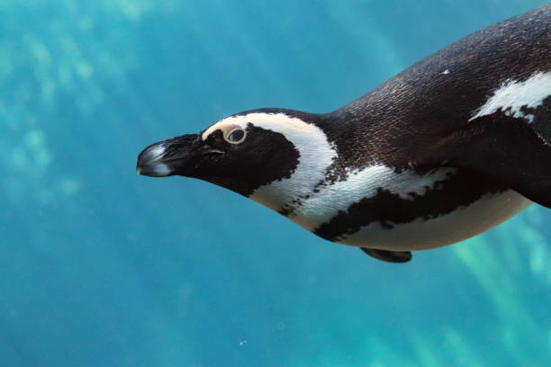 istock Penguin under water with sun shine light and azure water 965767510