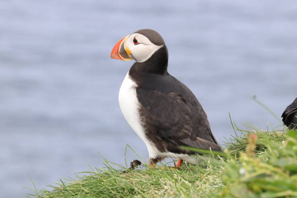 istock Birds of Faroe Islands - pufins 965769942