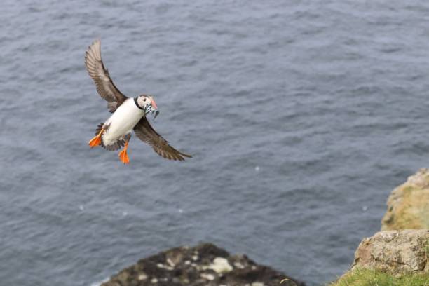 istock Birds of Faroe Islands - pufins 965769944