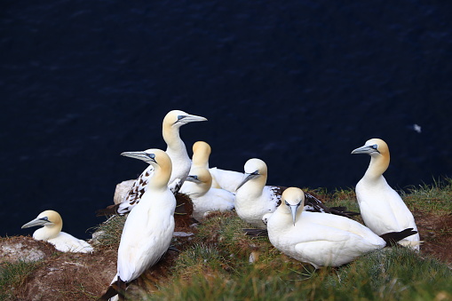 Birds of Faroe Islands - northern gannet