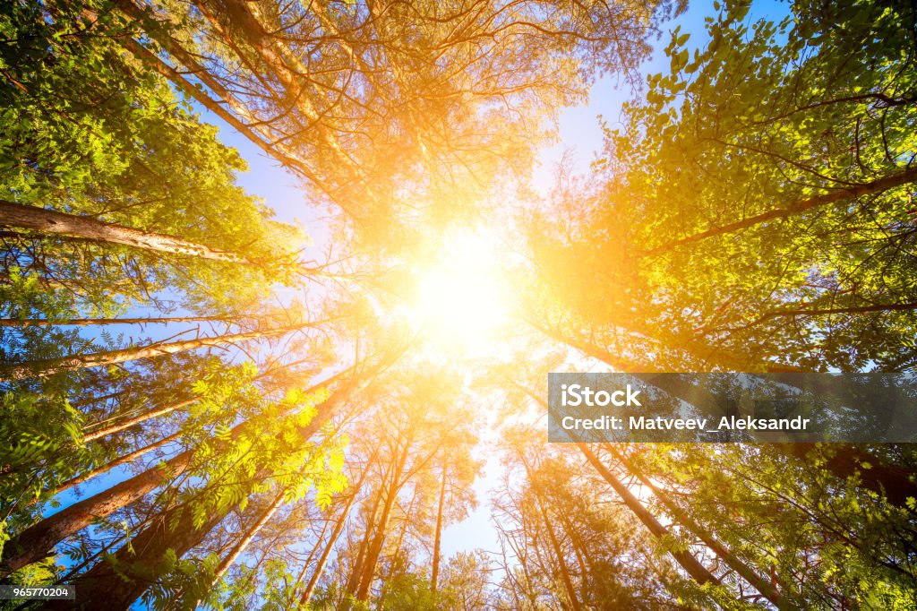 Variety crowns of the trees in the spring forest against the blue sky with the sun. Bottom view of the trees Angle Stock Photo