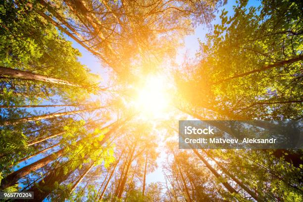 Variety Crowns Of The Trees In The Spring Forest Against The Blue Sky With The Sun Bottom View Of The Trees Stock Photo - Download Image Now