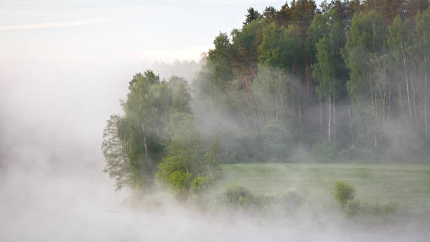 istock Foggy summer morning with birdsong 965770392