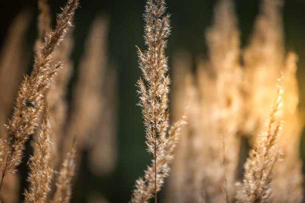 istock Grass, Spikelets,  Sun, Abstraction. Beauty in nature. 965770444