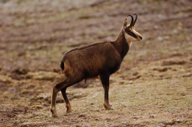 Chamois, in the Rupicapra rupicapra département Chamois (Rupicapra rupicapra) alpine chamois rupicapra rupicapra rupicapra stock pictures, royalty-free photos & images