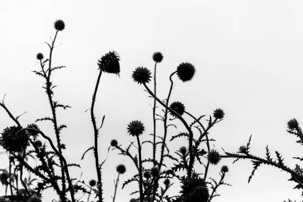 Thistle blossoms and stems silhouetted against a white sky