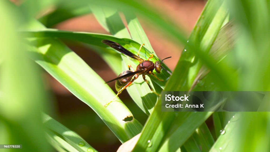 Large Flying Ant on a grass Insects and bugs. Animal Stock Photo