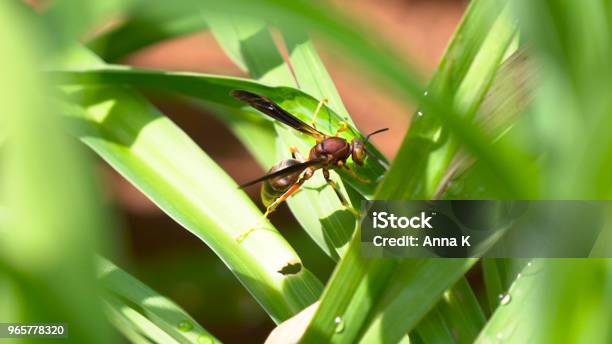 Large Flying Ant On A Grass Stock Photo - Download Image Now - Animal, Animal Antenna, Animal Body Part