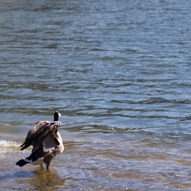 istock A beautifull goose water bird spreading its wings 965779416