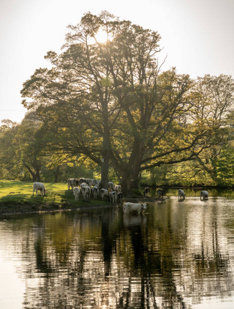 mucche nel fiume dee fuori llangollen in galles - dee river river denbighshire wales foto e immagini stock