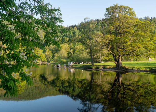 mucche nel fiume dee fuori llangollen in galles - dee river river denbighshire wales foto e immagini stock