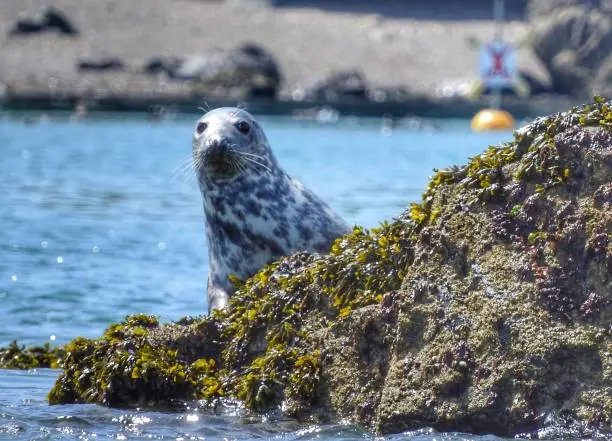 Grey Seal  on the lookout