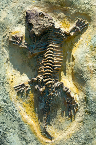 Keichousaurus hui sauropterygian fossil from China