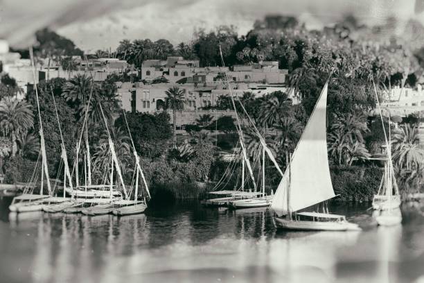 stará fotografie v egyptě - palma arecales fotky - stock snímky, obrázky a fotky