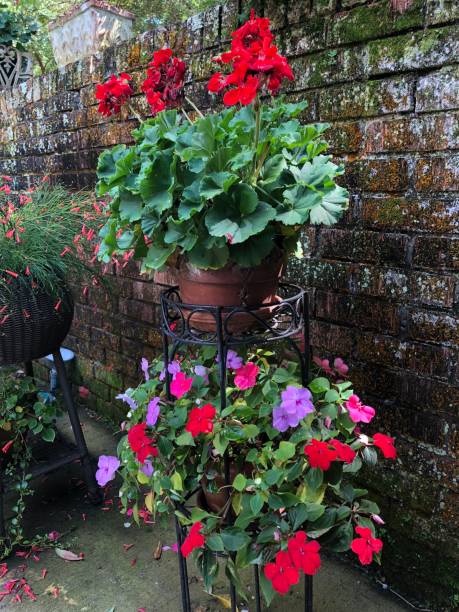 istock Beautiful flowers in baskets 965815110