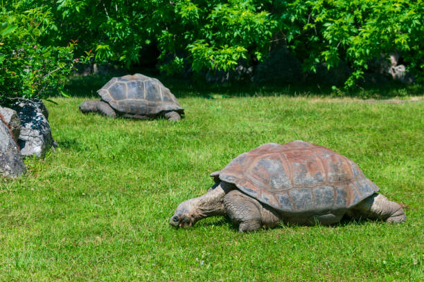 istock two large turtles eating green grass on the lawn 965815252