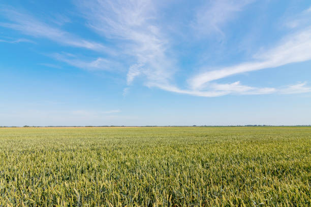 istock Green wheat field on sunny day. 965820502