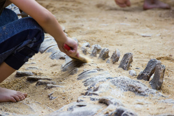 Children are learning history dinosaur Children are learning history dinosaur, Excavating dinosaur fossils simulation in the park. fossil photos stock pictures, royalty-free photos & images
