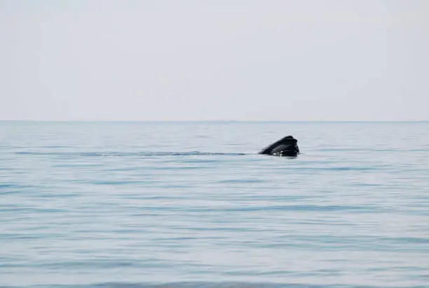 North Atlantic right whale, Cape Code