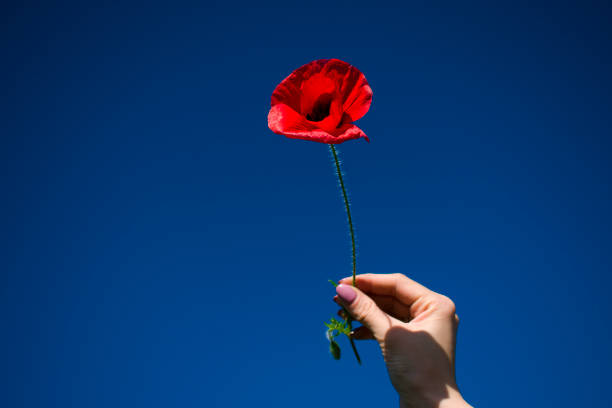 istock wheat ear and red poppy on blue sky background in female work 965826728