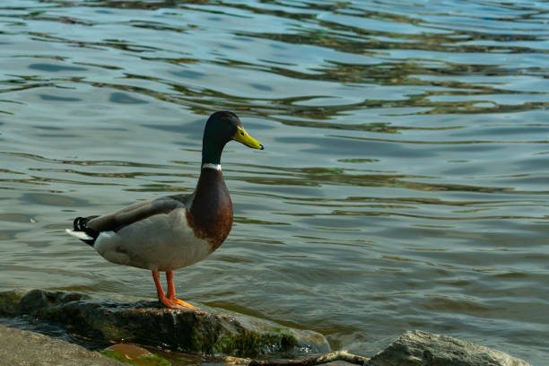 istock the duck stands on a rock by the river 965829046