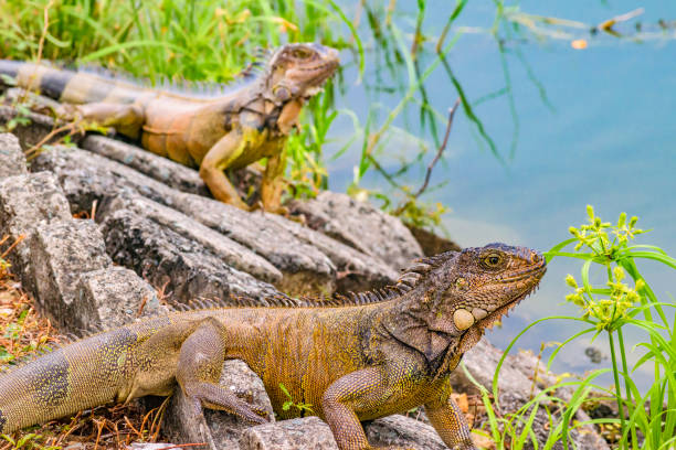 istock Iguanas at Shore of River 965829980
