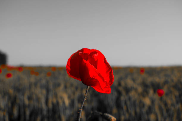 istock red poppy close-up against a wheat field 965838150